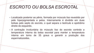 ESCROTO OU BOLSA ESCROTAL
• Localizado posterior ao pênis, formada por músculo liso revestido por
pele hiperpigmentada e pelos. Internamente é dividido em duas
bolsas pelo septo do escroto, o qual separa o testículo e epidídimo
direito do esquerdo.
• A contração involuntária do músculo liso do escroto controla a
temperatura interna da bolsa escrotal para manter a temperatura
interna em torno de 35 graus e garantir a produção dos
espermatozoides.
 