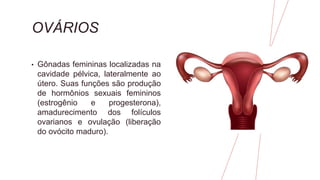 OVÁRIOS
• Gônadas femininas localizadas na
cavidade pélvica, lateralmente ao
útero. Suas funções são produção
de hormônios sexuais femininos
(estrogênio e progesterona),
amadurecimento dos folículos
ovarianos e ovulação (liberação
do ovócito maduro).
 