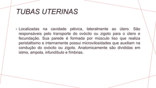 TUBAS UTERINAS
• Localizadas na cavidade pélvica, lateralmente ao útero. São
responsáveis pelo transporte do ovócito ou zigoto para o útero e
fecundação. Sua parede é formada por músculo liso que realiza
peristaltismo e internamente possui microvilosidades que auxiliam na
condução do ovócito ou zigoto. Anatomicamente são divididas em
istmo, ampola, infundíbulo e fímbrias.
 