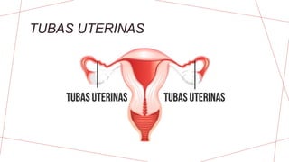 TUBAS UTERINAS
 