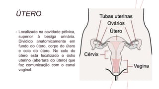 ÚTERO
• Localizado na cavidade pélvica,
superior à bexiga urinária.
Dividido anatomicamente em
fundo do útero, corpo do útero
e colo do útero. No colo do
útero está localizado o óstio
uterino (abertura do útero) que
faz comunicação com o canal
vaginal.
 