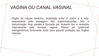 VAGINA OU CANAL VAGINAL
• Órgão de cópula feminino, localizado entre a uretra e o reto,
responsável pela passagem dos espermatozoides, feto e
menstruação. Sua parede é formada por músculo liso e revestida
internamente pela mucosa vaginal. Possui pH (potencial
hidrogeniônico) levemente ácido para garantir proteção aos órgãos
internos.
 