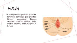 VULVA
• Corresponde à genitália externa
feminina, composta por grandes
lábios, pequenos lábios,
vestíbulo vaginal, clitóris, óstio
uretral externo, óstio vaginal e
hímen.
 