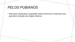 PELOS PUBIANOS
• São pelos localizados na genitália externa feminina e masculina que
garantem proteção aos órgãos internos.
 