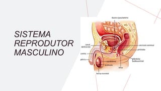 SISTEMA
REPRODUTOR
MASCULINO
 