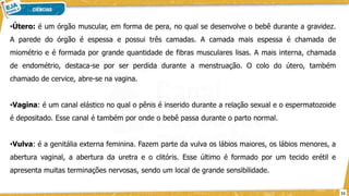 •Útero: é um órgão muscular, em forma de pera, no qual se desenvolve o bebê durante a gravidez.
A parede do órgão é espessa e possui três camadas. A camada mais espessa é chamada de
miométrio e é formada por grande quantidade de fibras musculares lisas. A mais interna, chamada
de endométrio, destaca-se por ser perdida durante a menstruação. O colo do útero, também
chamado de cervice, abre-se na vagina.
•Vagina: é um canal elástico no qual o pênis é inserido durante a relação sexual e o espermatozoide
é depositado. Esse canal é também por onde o bebê passa durante o parto normal.
•Vulva: é a genitália externa feminina. Fazem parte da vulva os lábios maiores, os lábios menores, a
abertura vaginal, a abertura da uretra e o clitóris. Esse último é formado por um tecido erétil e
apresenta muitas terminações nervosas, sendo um local de grande sensibilidade.
11
 