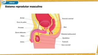 Sistema reprodutor masculino
5
 