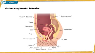 Sistema reprodutor feminino
9
 