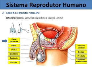 Sistema Reprodutor Humano
2) Aparelho reprodutor masculino
d) Canal deferente: Comunica o epidídimo à vesícula seminal
 