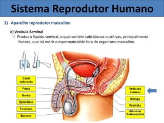 Sistema Reprodutor Humano
2) Aparelho reprodutor masculino
e) Vesícula Seminal
Produz o líquido seminal, o qual contém substâncias nutritivas, principalmente
frutose, que irá nutrir o espermatozóide fora do organismo masculino.
 