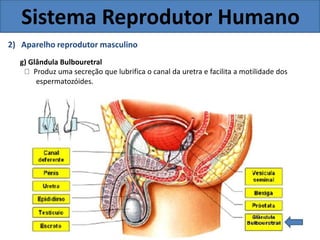Sistema Reprodutor Humano
2) Aparelho reprodutor masculino
g) Glândula Bulbouretral
Produz uma secreção que lubrifica o canal da uretra e facilita a motilidade dos
espermatozóides.
 