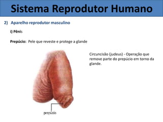 Sistema Reprodutor Humano
2) Aparelho reprodutor masculino
i) Pênis
Prepúcio: Pele que reveste e protege a glande
Circuncisão (judeus) - Operação que
remove parte do prepúcio em torno da
glande.
 