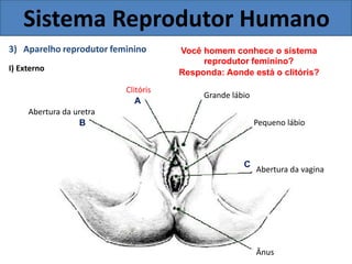 Sistema Reprodutor Humano
3) Aparelho reprodutor feminino
I) Externo
Clitóris
A
Abertura da uretra
B
Você homem conhece o sistema
reprodutor feminino?
Responda: Aonde está o clitóris?
Grande lábio
Pequeno lábio
C
Abertura da vagina
Ânus
 
