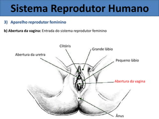 Sistema Reprodutor Humano
3) Aparelho reprodutor feminino
b) Abertura da vagina: Entrada do sistema reprodutor feminino
Clitóris
Abertura da uretra
Grande lábio
Pequeno lábio
Abertura da vagina
Ânus
 