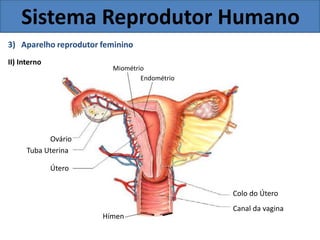 Sistema Reprodutor Humano
3) Aparelho reprodutor feminino
II) Interno
Miométrio
Endométrio
Ovário
Tuba Uterina
Útero
Colo do Útero
Canal da vagina
Hímen
 