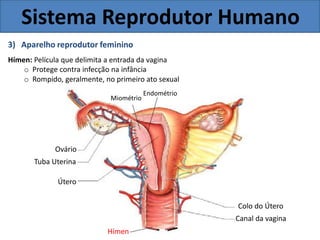 Sistema Reprodutor Humano
3) Aparelho reprodutor feminino
Hímen: Película que delimita a entrada da vagina
o Protege contra infecção na infância
o Rompido, geralmente, no primeiro ato sexual
Endométrio
Miométrio
Ovário
Tuba Uterina
Útero
Colo do Útero
Canal da vagina
Hímen
 