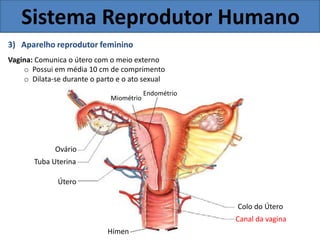 Sistema Reprodutor Humano
3) Aparelho reprodutor feminino
Vagina: Comunica o útero com o meio externo
o Possui em média 10 cm de comprimento
o Dilata-se durante o parto e o ato sexual
Endométrio
Miométrio
Ovário
Tuba Uterina
Útero
Colo do Útero
Canal da vagina
Hímen
 