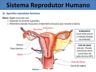 Sistema Reprodutor Humano
3) Aparelho reprodutor feminino
Útero: Órgão muscular oco
o Expande-se durante a gravidez
o Miométrio (tecido muscular), Endométrio (mucosa que reveste o útero)
Endométrio
Miométrio
Endométrio
Local onde ocorre
a nidação (fixação
do embrião)
Ovário
Tuba Uterina
Útero
Colo do útero
(cérvix) - Porção
estreita do útero
Local típico de
ação do vírus HPV
Colo do Útero
Canal da vagina
Hímen
 