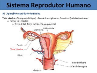 Sistema Reprodutor Humano
3) Aparelho reprodutor feminino
Tuba uterina: (Trompa de Falópio) - Comunica as gônadas femininas (ovários) ao útero.
o Possui três regiões
o Terço distal, Terço médio e Terço proximal
Endométrio
Miométrio
Ovário
Tuba Uterina
Útero
Colo do Útero
Canal da vagina
Hímen
 