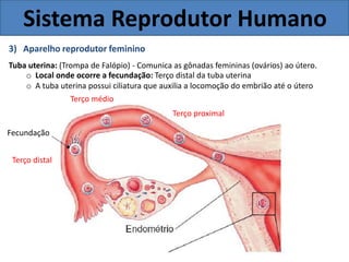 Sistema Reprodutor Humano
3) Aparelho reprodutor feminino
Tuba uterina: (Trompa de Falópio) - Comunica as gônadas femininas (ovários) ao útero.
o Local onde ocorre a fecundação: Terço distal da tuba uterina
o A tuba uterina possui ciliatura que auxilia a locomoção do embrião até o útero
Terço médio
Terço proximal
Fecundação
Terço distal
 