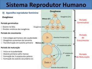 Sistema Reprodutor Humano
3) Aparelho reprodutor feminino
Ovogênese
Mitose (E!)
Ovogônia (2n)
Período
Período germinativo
Ocorre no feto Ovogônias (2n)
Divsões mitóticas das ovogônias
Período de crescimento
Este estágio permanece até a puberdade
Ovogônias aumentam de tamanho
Transformação em ovócito primário Meiose (R!)
Período de maturação
Inicia-se na puberdade
Ovócito primário sofre meiose
Formação de 3 corpúsculos polares
Formação do ovócito secundário (n)
Ovócito Primário (2n)
1º corpúsculo polar
2º corpúsculo
polar
Germinativo
Período
de
Crescimento
Período
de Maturação
Ovócito Secundário (n)
 