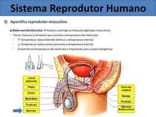 Sistema Reprodutor Humano
2) Aparelho reprodutor masculino
a) Bolsa escrotal (Escroto): Armazena e protege os testículos (gônadas masculinas)
Possui músculo (cremáster) que controla a temperatura dos testículos
↑ Temperatura: bolsa distende (diminui a temperatura interna)
↓ Temperatura: bolsa contrai (aumenta a temperatura interna)
O controle da temperatura dos testículos é importante para a espermatogênese
 