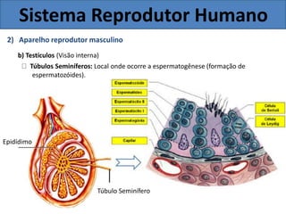 Sistema Reprodutor Humano
2) Aparelho reprodutor masculino
b) Testículos (Visão interna)
Túbulos Seminíferos: Local onde ocorre a espermatogênese (formação de
espermatozóides).
Epidídimo
Túbulo Seminífero
 