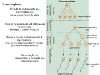 Espermatogênese
Período de multiplicação das
espermatogônias
Inicia-se aos 7 anos de idade
Espermatogônia
Inicia-se na puberdade sob estímulo da
testosterona
Formação Espermatócitos 1ºs
Ocorre a meiose e a formação de 4
espermátides.
Formação 2 espermatócitos 2ºs (meiose
I) e 4 espermátides (meiose II)
Diferenciação das
espermátides e formação dos
espermatozóides.
Espermatócito primário
(2n)
Espermatócito
secundário (n)
Espermátides
(n)
Espermatozóide
(n)
 