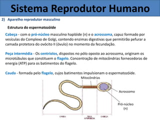 Sistema Reprodutor Humano
2) Aparelho reprodutor masculino
Estrutura do espermatozóide
Cabeça - com o pró-núcleo masculino haplóide (n) e o acrossoma, capuz formado por
vesículas do Complexo de Golgi, contendo enzimas digestivas que permitirão pefurar a
camada protetora do ovócito II (óvulo) no momento da fecundação.
Peça intermédia - Os centríolos, dispostos no pólo oposto ao acrossoma, originam os
microtúbulos que constituem o flagelo. Concentração de mitocôndrias fornecedoras de
energia (ATP) para os batimentos do flagelo.
Cauda - formada pelo flagelo, cujos batimentos impulsionam o espermatozóide.
Mitocôndrias
Acrossomo
Pró-núcleo
(n)
 