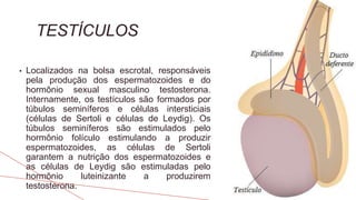 TESTÍCULOS
• Localizados na bolsa escrotal, responsáveis
pela produção dos espermatozoides e do
hormônio sexual masculino testosterona.
Internamente, os testículos são formados por
túbulos seminíferos e células intersticiais
(células de Sertoli e células de Leydig). Os
túbulos seminíferos são estimulados pelo
hormônio folículo estimulando a produzir
espermatozoides, as células de Sertoli
garantem a nutrição dos espermatozoides e
as células de Leydig são estimuladas pelo
hormônio luteinizante a produzirem
testosterona.
 
