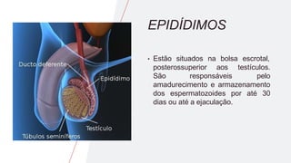EPIDÍDIMOS
• Estão situados na bolsa escrotal,
posterossuperior aos
São responsáveis
testículos.
pelo
amadurecimento e armazenamento
dos espermatozoides por até 30
dias ou até a ejaculação.
 
