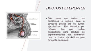 DUCTOS DEFERENTES
• São canais que iniciam nos
a
epidídimos e seguem para
cavidade pélvica até os ductos
ejaculatórios.
músculo
peristaltismo
liso
para
São formados por
que realiza
conduzir os
espermatozoides dos epidídimos
para os ductos ejaculatórios para
formação do sêmen.
 