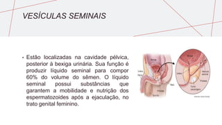 VESÍCULAS SEMINAIS
• Estão localizadas na cavidade pélvica,
posterior à bexiga urinária. Sua função é
produzir líquido seminal para compor
60% do volume do sêmen. O líquido
seminal possui substâncias que
garantem a mobilidade e nutrição dos
espermatozoides após a ejaculação, no
trato genital feminino.
 