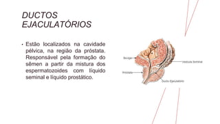 DUCTOS
EJACULATÓRIOS
• Estão localizados na cavidade
pélvica, na região da próstata.
Responsável pela formação do
sêmen a partir da mistura dos
espermatozoides com líquido
seminal e líquido prostático.
 