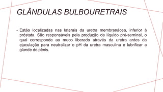 GLÂNDULAS BULBOURETRAIS
• Estão localizadas nas laterais da uretra membranácea, inferior à
próstata. São responsáveis pela produção de líquido pré-seminal, o
qual corresponde ao muco liberado através da uretra antes da
ejaculação para neutralizar o pH da uretra masculina e lubrificar a
glande do pênis.
 