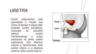 URETRA
• Canal responsável pela
ejaculação e micção que
inicia na bexiga e segue pela
(uretra
do
próstata
músculos
pélvico
prostática),
assoalho
(uretra
membranácea) e
pênis
corpo
(uretra
esponjoso do
esponjosa). Sua abertura
interna é denominada óstio
uretral interno e a abertura
externa, óstio uretral externo.
 