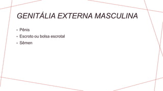 GENITÁLIA EXTERNA MASCULINA
• Pênis
• Escroto ou bolsa escrotal
• Sêmen
 