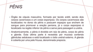PÊNIS
• Órgão de cópula masculino, formado por tecido erétil, sendo dois
corpos cavernosos e um corpo esponjoso. Os corpos cavernosos são
localizados no dorso do pênis e possuem espaços que enchem de
sangue para promover a ereção peniana, já o corpo esponjoso é
localizado na região inferior do pênis e serve para passagem a uretra.
• Anatomicamente, o pênis é dividido em raiz do pênis, corpo do pênis
e glande. Esta última parte é revestida por mucosa contendo
glândulas sebáceas e está localizado o óstio uretral externo. A glande
é coberta por uma pele frouxa, denominada prepúcio.
 