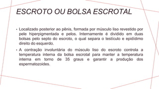 ESCROTO OU BOLSA ESCROTAL
• Localizado posterior ao pênis, formada por músculo liso revestido por
pele hiperpigmentada e pelos. Internamente é dividido em duas
bolsas pelo septo do escroto, o qual separa o testículo e epidídimo
direito do esquerdo.
• A contração involuntária do músculo liso do escroto controla a
temperatura interna da bolsa escrotal para manter a temperatura
interna em torno de 35 graus e garantir a produção dos
espermatozoides.
 