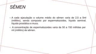 SÊMEN
• A cada ejaculação o volume médio do sêmen varia de 2,5 a 5ml
(mililitro), sendo composto por espermatozoides, líquido seminal,
líquido prostático e muco.
• A concentração de espermatozoides varia de 50 a 150 milhões por
ml (mililitro) de sêmen.
 