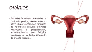 OVÁRIOS
• Gônadas femininas localizadas na
cavidade pélvica, lateralmente ao
útero. Suas funções são produção
de hormônios sexuais femininos
(estrogênio e progesterona),
folículos
(liberação
amadurecimento dos
ovarianos e ovulação
do ovócito maduro).
 