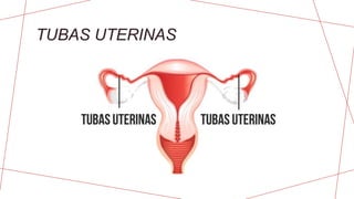 TUBAS UTERINAS
 