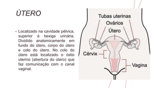 ÚTERO
• Localizado na cavidade pélvica,
superior à bexiga urinária.
Dividido anatomicamente em
fundo do útero, corpo do útero
e colo do útero. No colo do
útero está localizado o óstio
uterino (abertura do útero) que
faz comunicação com o canal
vaginal.
 