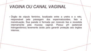 VAGINA OU CANAL VAGINAL
• Órgão de cópula feminino, localizado entre a uretra e o reto,
responsável pela passagem dos espermatozoides, feto e
menstruação. Sua parede é formada por músculo liso e revestida
internamente pela mucosa vaginal. Possui pH (potencial
hidrogeniônico) levemente ácido para garantir proteção aos órgãos
internos.
 