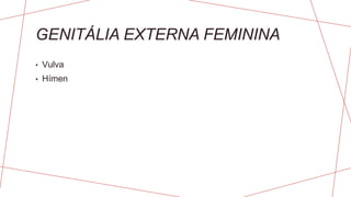 GENITÁLIA EXTERNA FEMININA
• Vulva
• Hímen
 