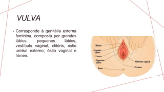 VULVA
• Corresponde à genitália externa
feminina, composta por grandes
lábios, pequenos lábios,
vestíbulo vaginal, clitóris, óstio
uretral externo, óstio vaginal e
hímen.
 