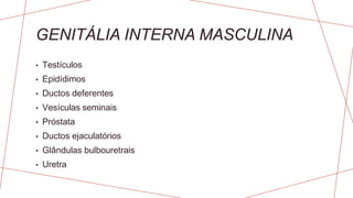 GENITÁLIA INTERNA MASCULINA
• Testículos
• Epidídimos
• Ductos deferentes
• Vesículas seminais
• Próstata
• Ductos ejaculatórios
• Glândulas bulbouretrais
• Uretra
 