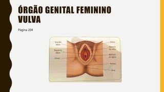 ÓRGÃO GENITAL FEMININO
VULVA
Página 204
 