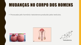 MUDANÇAS NO CORPO DOS HOMENS
• Provocadas pelo hormônio: testosterona produzido pelos testículos.
Testosterona
 
