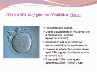 Sistema reprodutor masculino e feminino-2ºCiclo